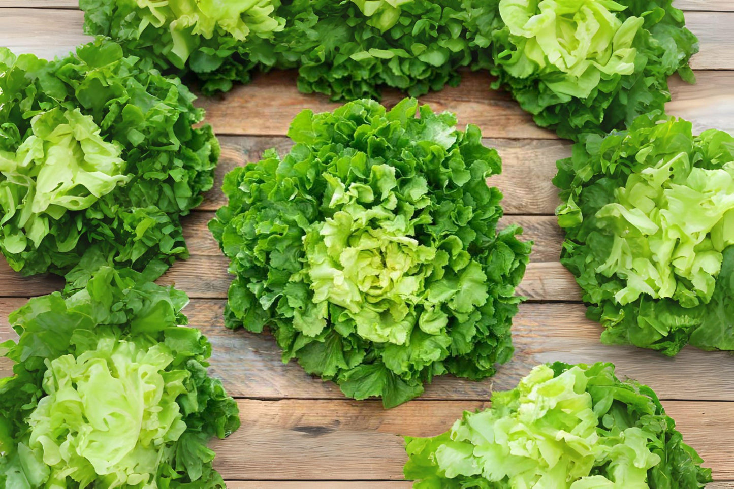 Broadleaf Batavian Endive Seeds - Heirloom Green Leafy Vegetable for Salads & Soups - Cichorium endivia, 850 Pack
