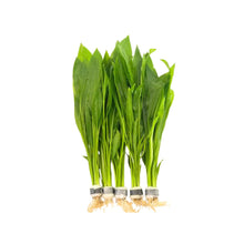 5X Amazon Sword Echinodorus Bleheri Bundle Aquarium Live Plant For Fish Tank Decoration