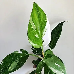 Philodendron White Princess Starter Plant - Variegated Aroid with White and Pink Foliage - Rare Tropical Houseplant