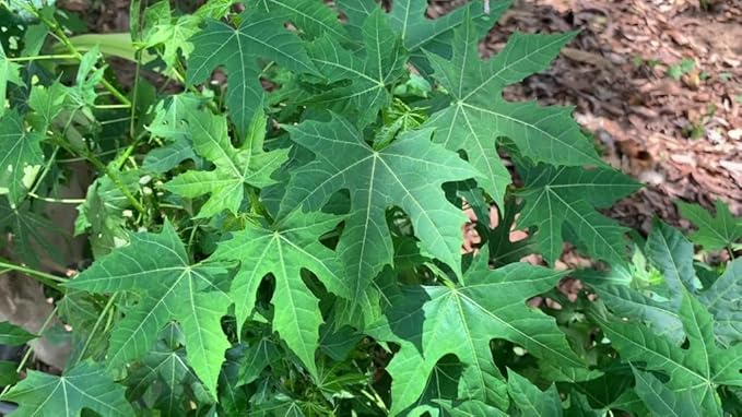 Organic Chaya Manya Spinach Cuttings - Tree/Mexican Spinach, Cnidoscolus aconitifolius, Unrooted Healthy Stems