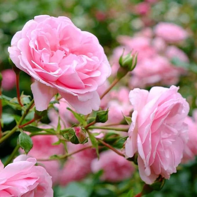 Super Rare Pretty N Pink Rose Cuttings – Unrooted Propagation Material for Grafting, Rosa spp.