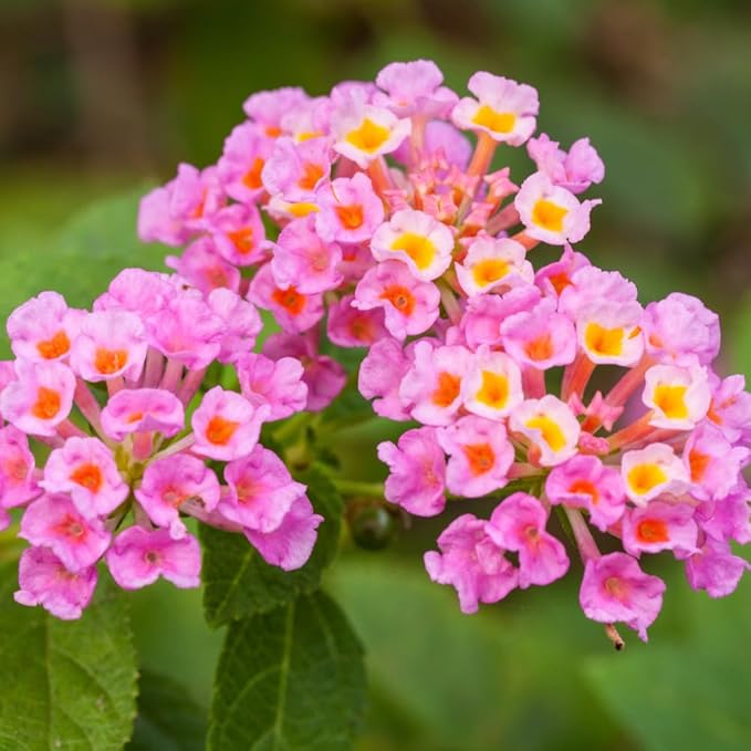 Lantana Wagon Wheel Pink Live Flowering Plant | Small Bareroot Starter | Butterfly & Pollinator Attractant | Outdoor Indoor