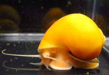 Golden Mystery Snails Pomacea Bridgesii