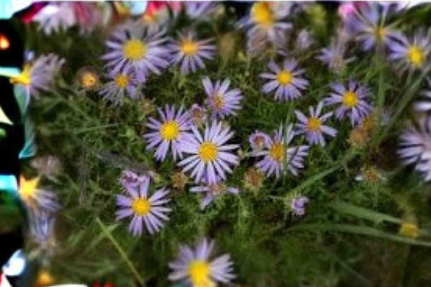 Purple Aster Seeds, Drought Tolerant Wildflower, Native Plant, Macheranthera bigelovii, Late-Season Bloom, Full Sun, Well-Drained Soil