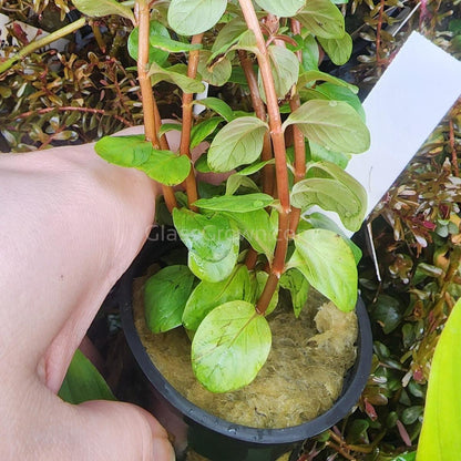 Rotala Vietam H'ra