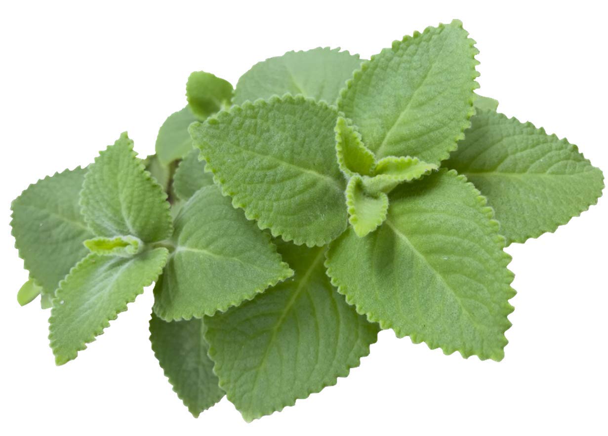 Organic Cuban Oregano Plant 5-7 Inches Well-Rooted Plectranthus Amboinicus Herb for Cooking & Medicinal Use