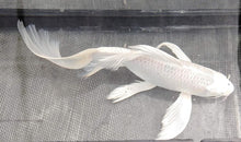 Butterfly koi