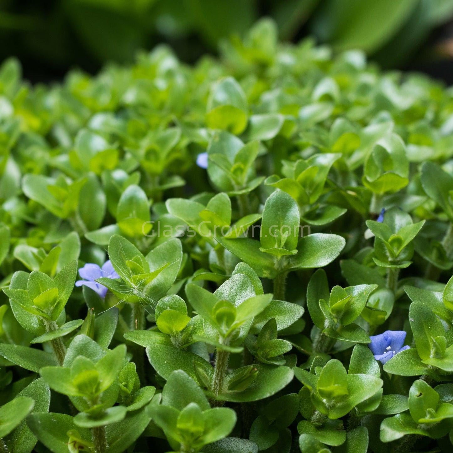 Grower's Choice Low Light Plants (6 Bunches)