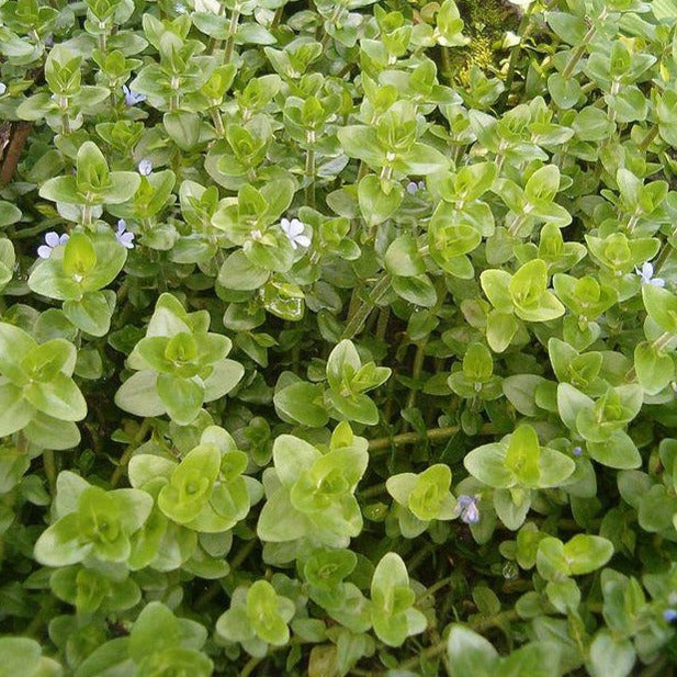 Mystery Bunch plant