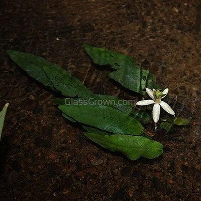 Barclaya Longifolia Bulb