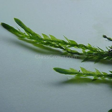 Willow Moss 2oz Portion