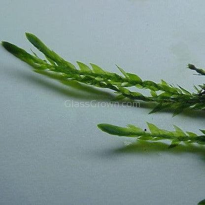 Willow Moss 2oz Portion