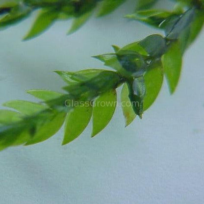 Willow Moss 2oz Portion