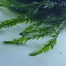 Willow Moss 2oz Portion
