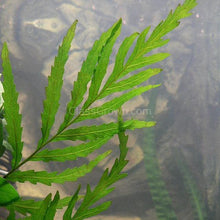 African Water Fern (Bolbitis Heudelotii)