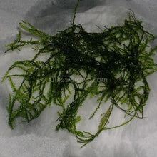 Willow Moss 2oz Portion