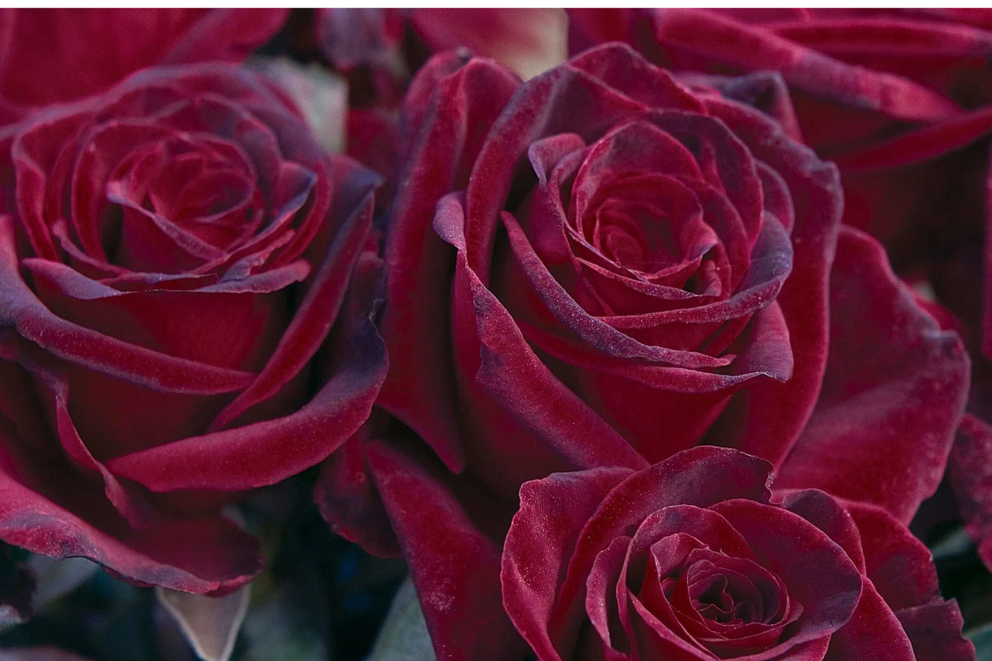 Black Baccara Rose - 1.5 Gal Potted | Deep Burgundy-Black Hybrid Tea | Long-Lasting Cut Flowers | Zones 6-10