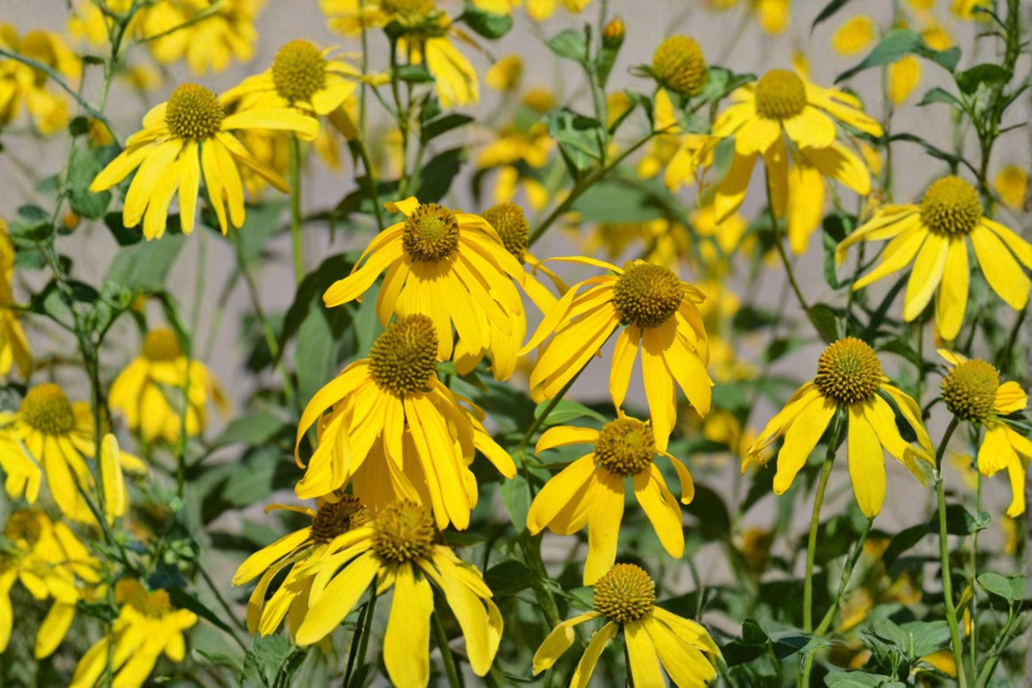 50 Cutleaf Coneflower Seeds – Rudbeckia laciniata ampla – Native Wildflower Pollinator Plant – Tall Perennial for Natural Gardens