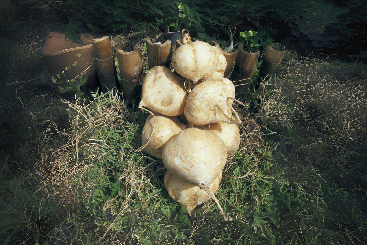 True Jicama Seeds - Climbing Vine for Salads & Snacks, Pachyrhizus erosus, Heirloom, Edible Roots, Warm Climate Cultivation