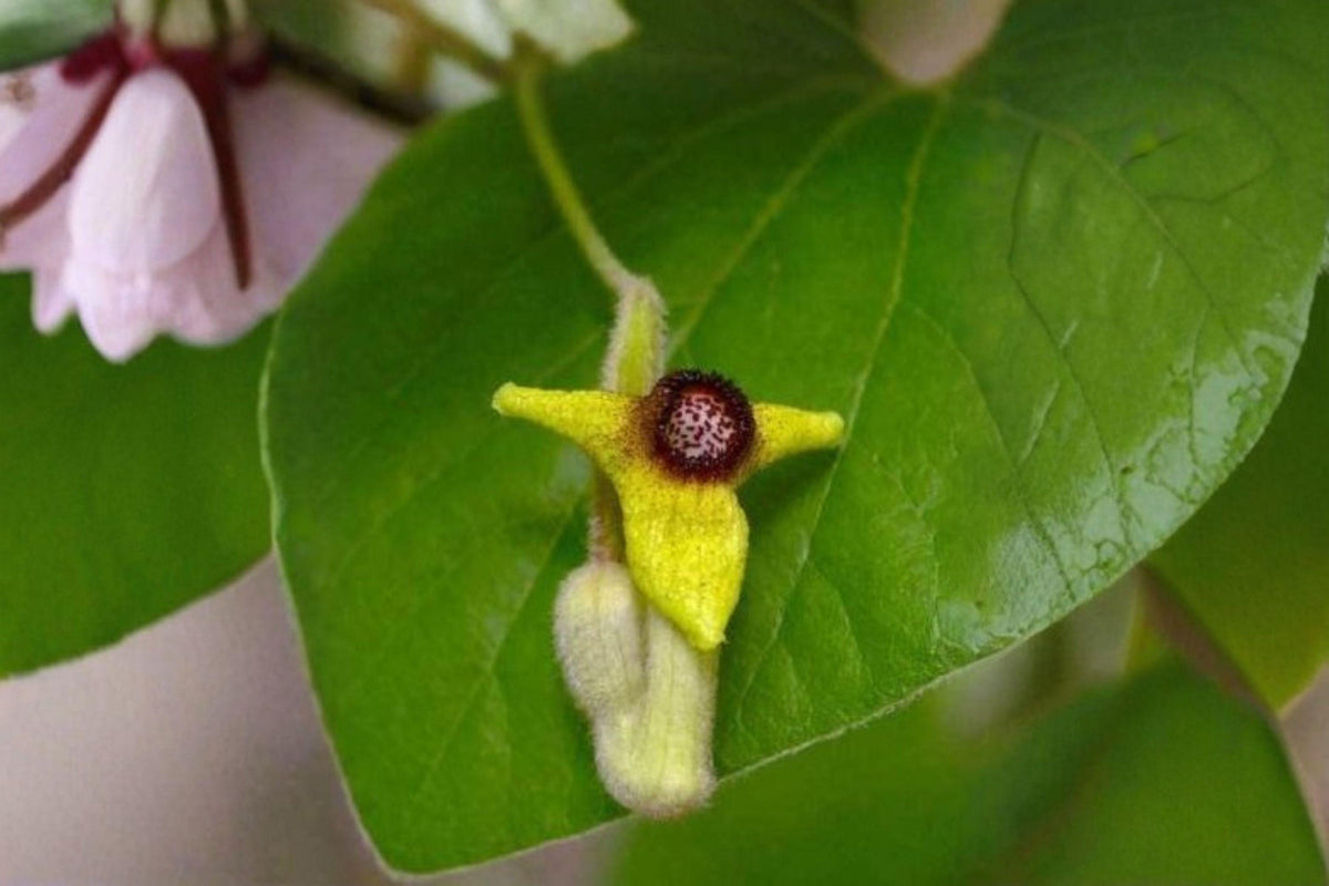 Woolly Dutchmans Pipevine Seeds – Aristolochia tomentosa – Native Butterfly Host Plant – Climbing Vine for Pollinator Gardens