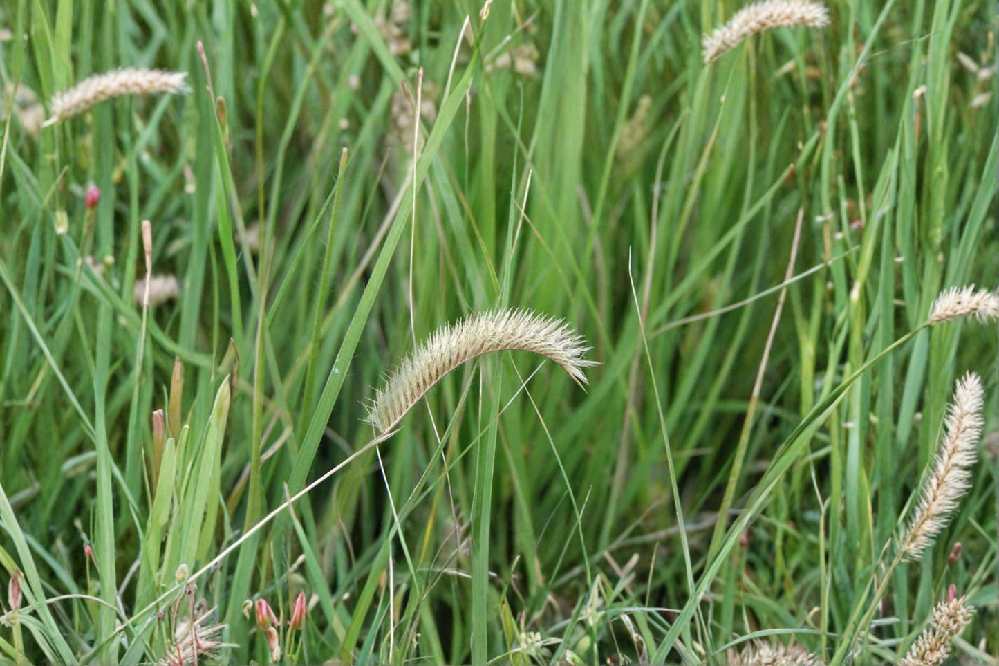 Blue Grama Grass Seeds – Native Prairie, Drought Tolerant, Lawn Alternative – Bouteloua gracilis, Warm-Season Bunchgrass