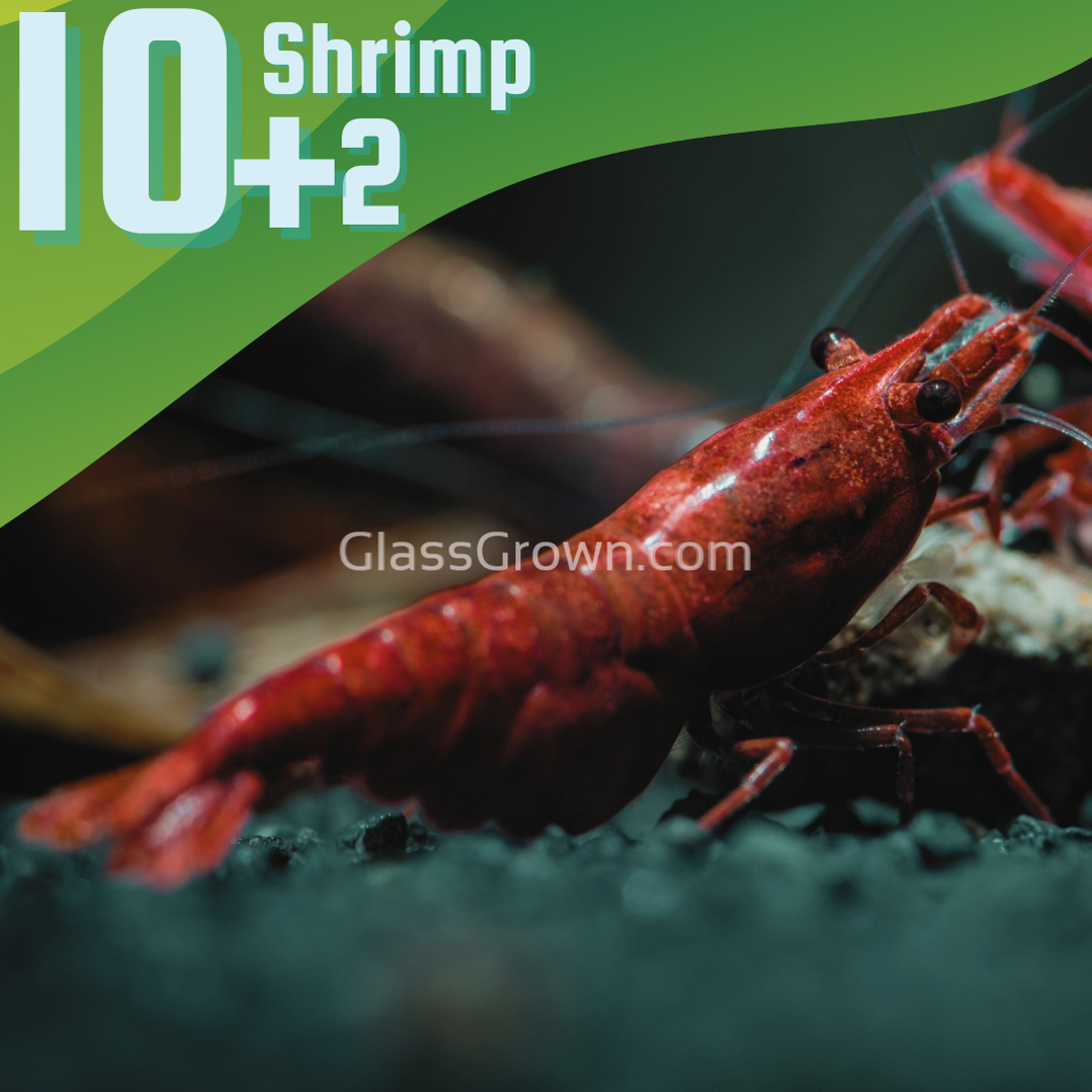 Bloody Mary Dwarf Shrimp 10+ Pack