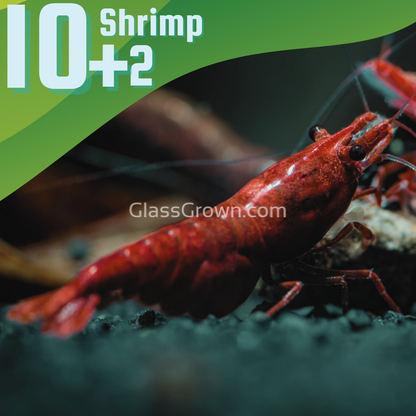 Bloody Mary Dwarf Shrimp 10+ Pack