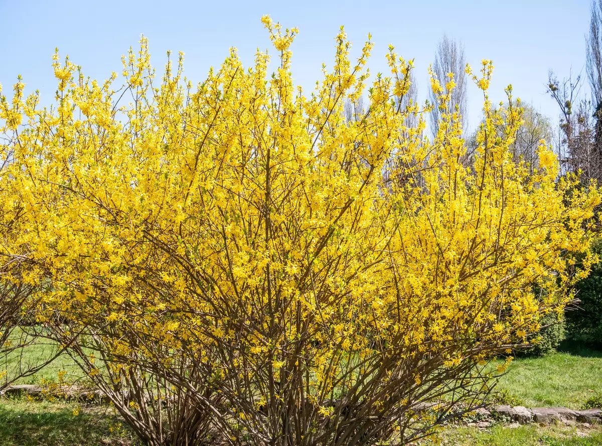 Forsythia suspensa Seeds – Golden-Bell, Weeping Forsythia, Early Blooming Ornamental Shrub, 10 Seeds