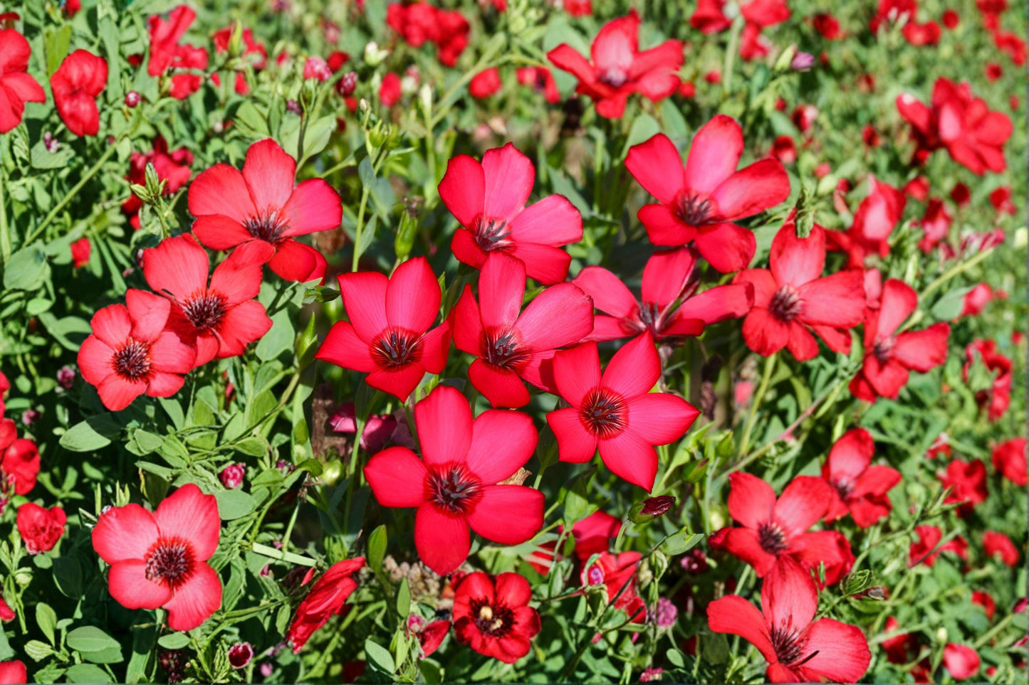 Scarlet Flax Seeds 100 Pack | Linum grandiflorum rubrum | Red Wildflower | Annual Garden Bloom for Borders & Meadows