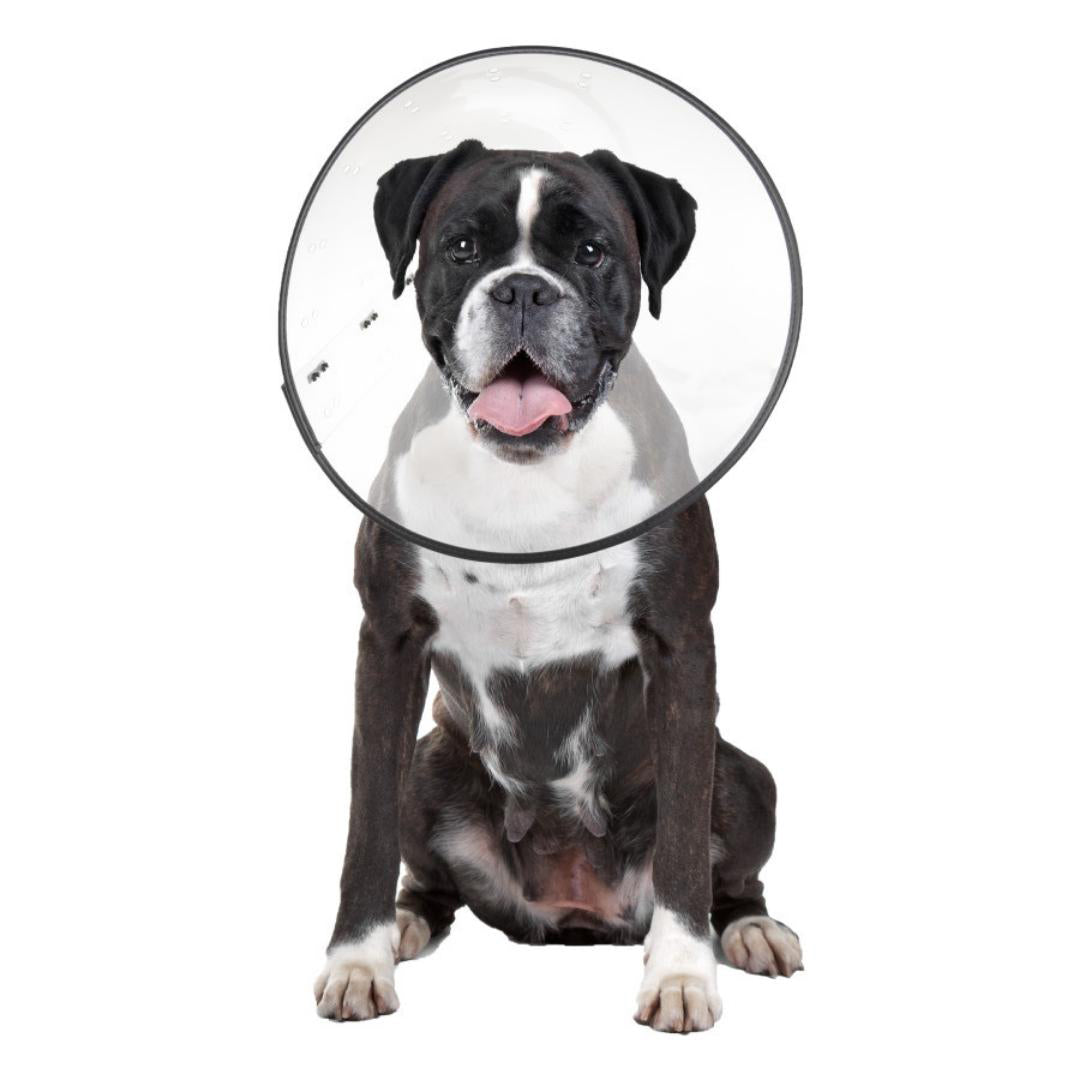 ZenPet E-Clear Plastic Recovery Collar Size X-Large