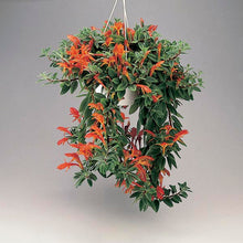 Goldfish Plant (Columnea gloriosa) 3 Stems with Roots, Indoor Houseplant, Rare Red Blooms, Easy Care Tropical Flowering Plant