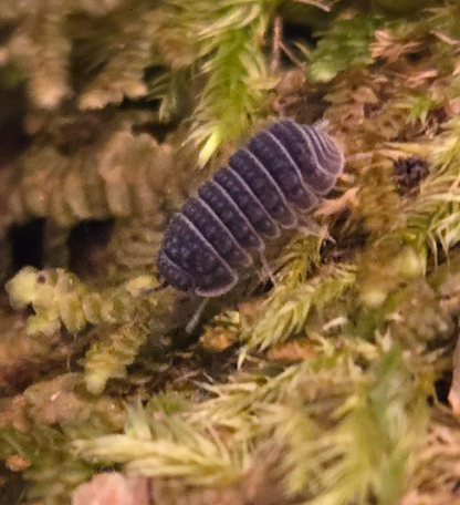 Armadillo tuberculatus