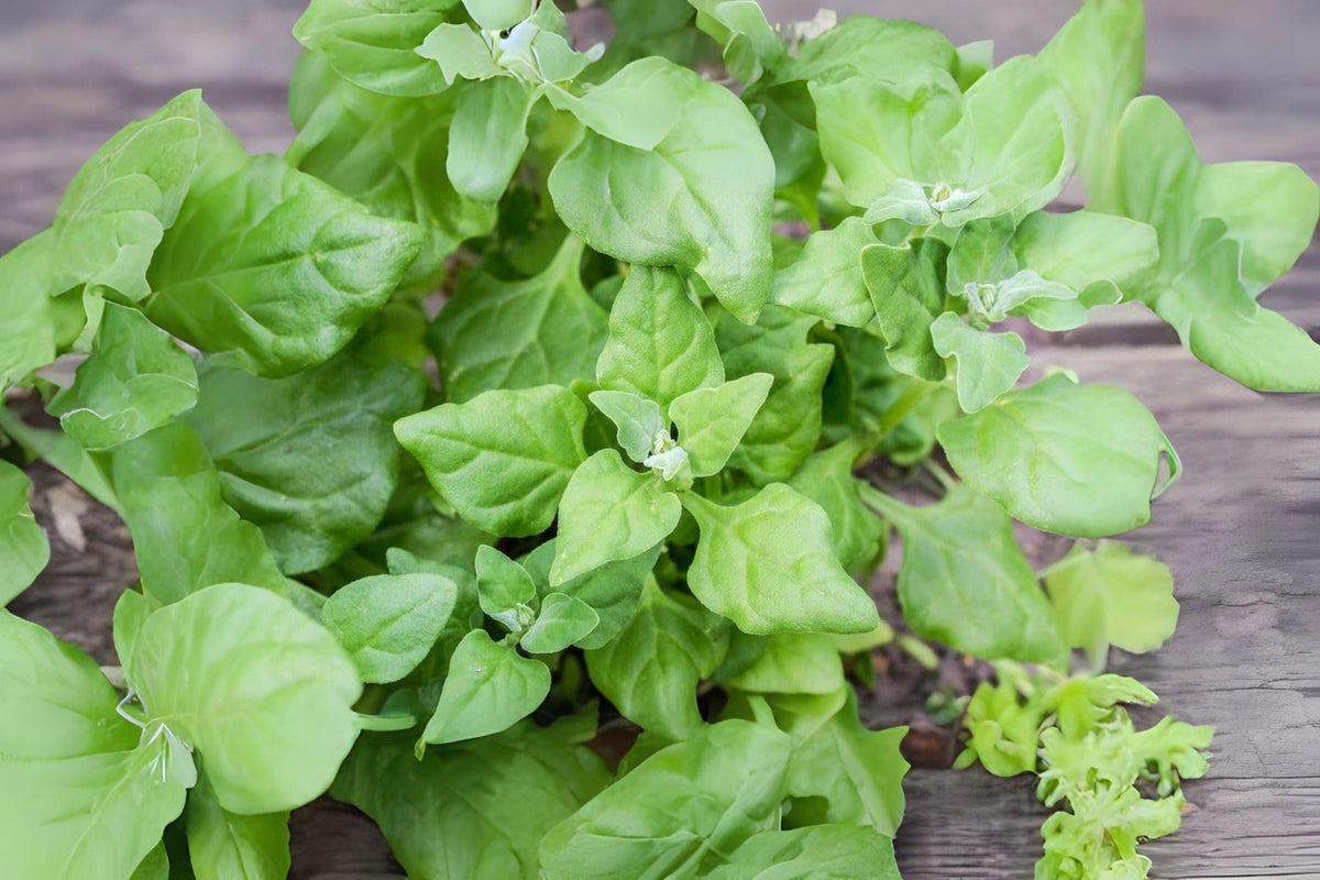 1g New Zealand Spinach Seeds | Heat-Tolerant Leafy Green Tetragonia Tetragonioides for Summer Harvest