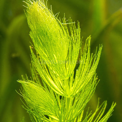 Bunch Hornwort