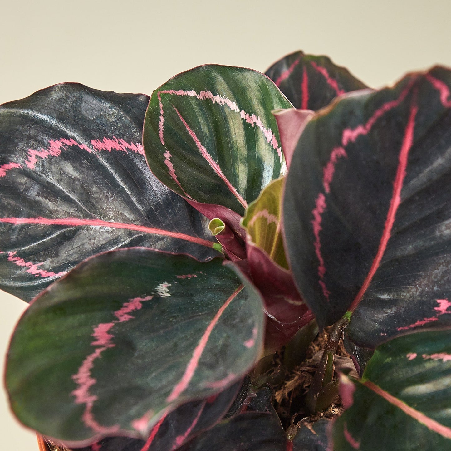 Calathea 'Dottie' - 6" Pot - NURSERY POT ONLY