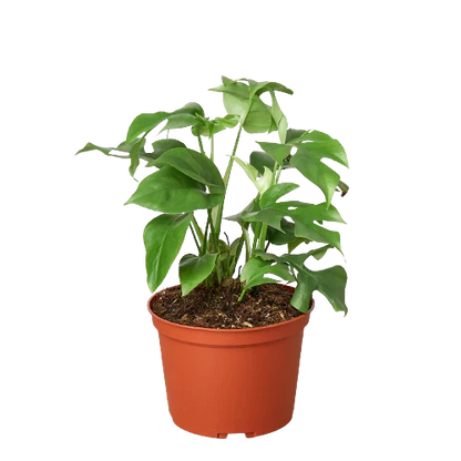Mini Monstera Minima