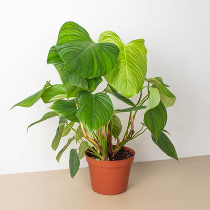 2 Philodendron Variety Pack - 4" Pots