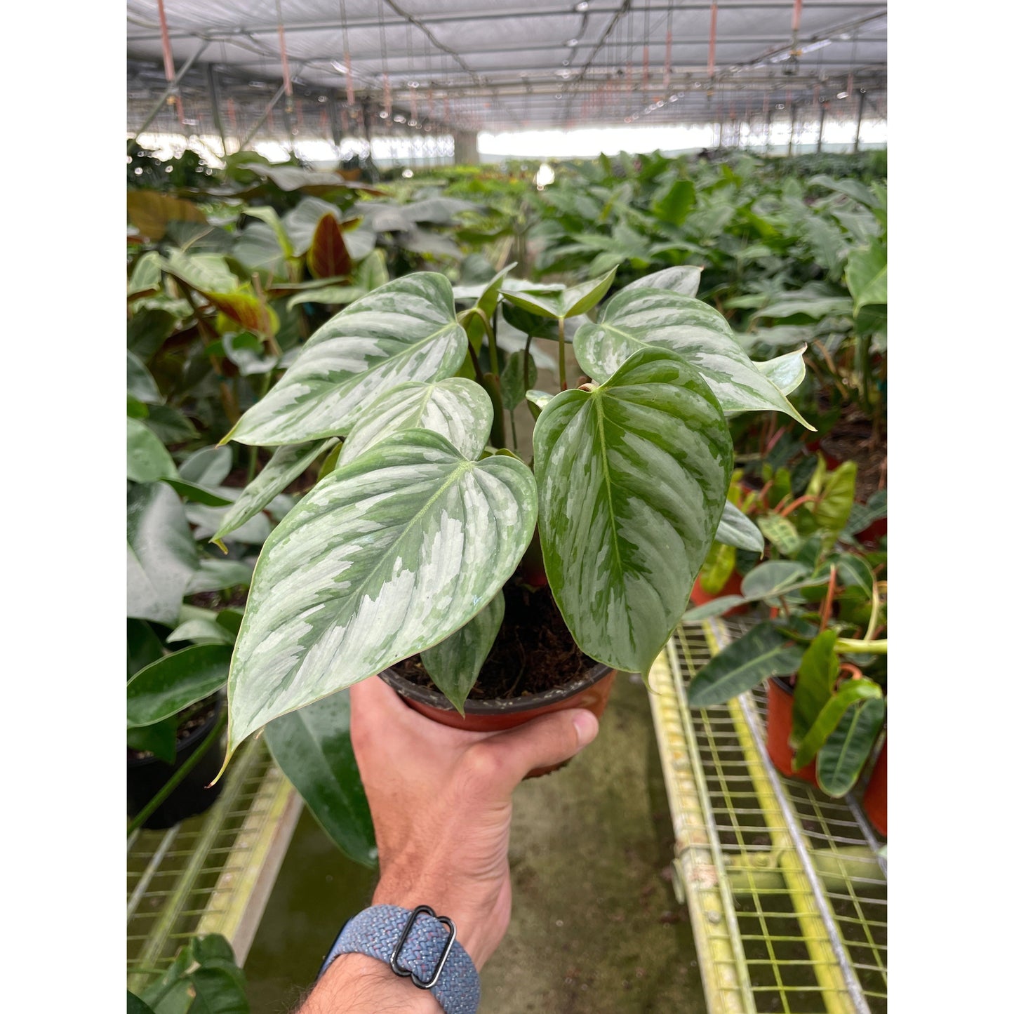 2 Philodendron Variety Pack - 4" Pots