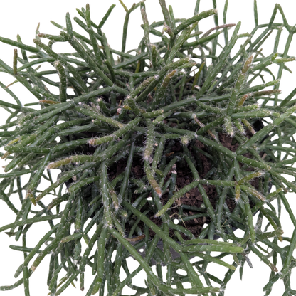 Succulent Cactus 'Mistletoe'