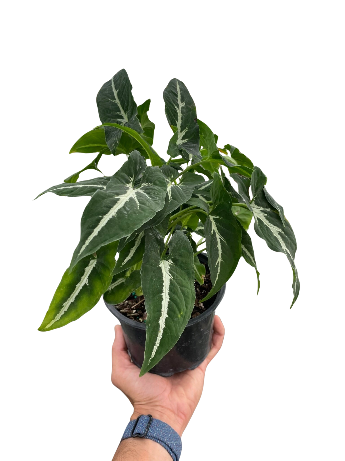 Syngonium wendlandii 'Black Velvet'