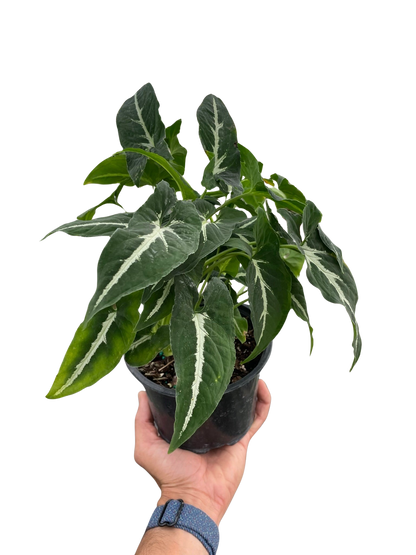 Syngonium wendlandii 'Black Velvet'