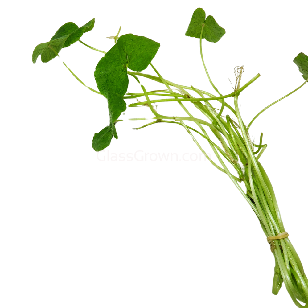 Brazilian Pennywort