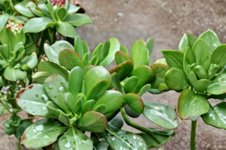 Crassula Ovata Jade Plant Cuttings – 3 Live Unrooted 4-Inch Green Succulent Propagation Cuttings for Indoor Growing