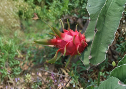 Dragon Fruit Cuttings 8 Inch Red Flesh Hylocereus undatus Self-Pollinating for Propagation