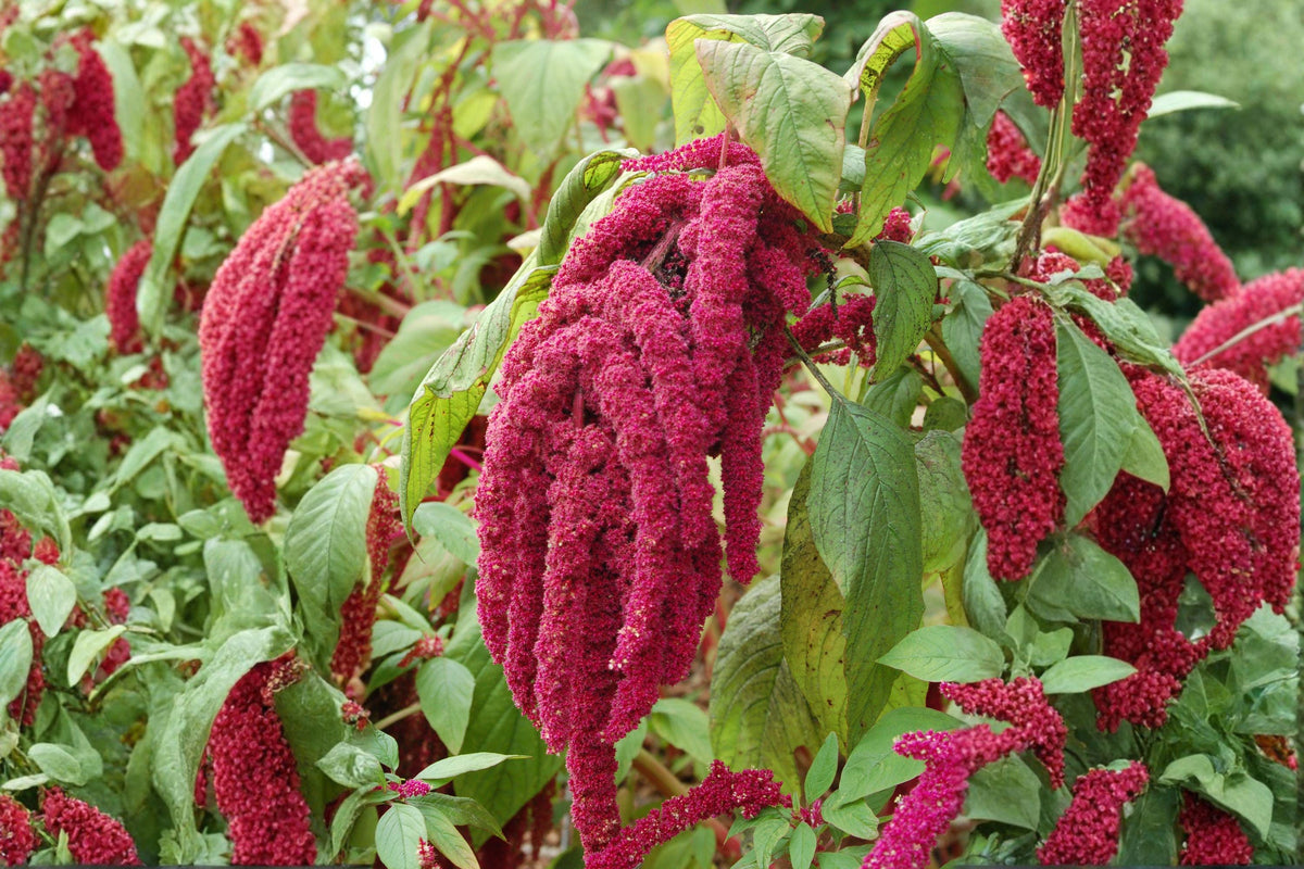 Love Lies Bleeding Seeds – Amaranthus caudatus – Dramatic Red Hanging Flowers – Ornamental Annual Plant