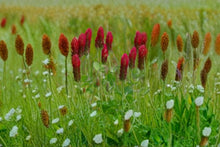 Crimson Clover Seeds 100 Pack – Trifolium incarnatum Cover Crop, Pollinator & Nitrogen Fixer, Spring Bloom, Full Sun, Well-Drained Soil