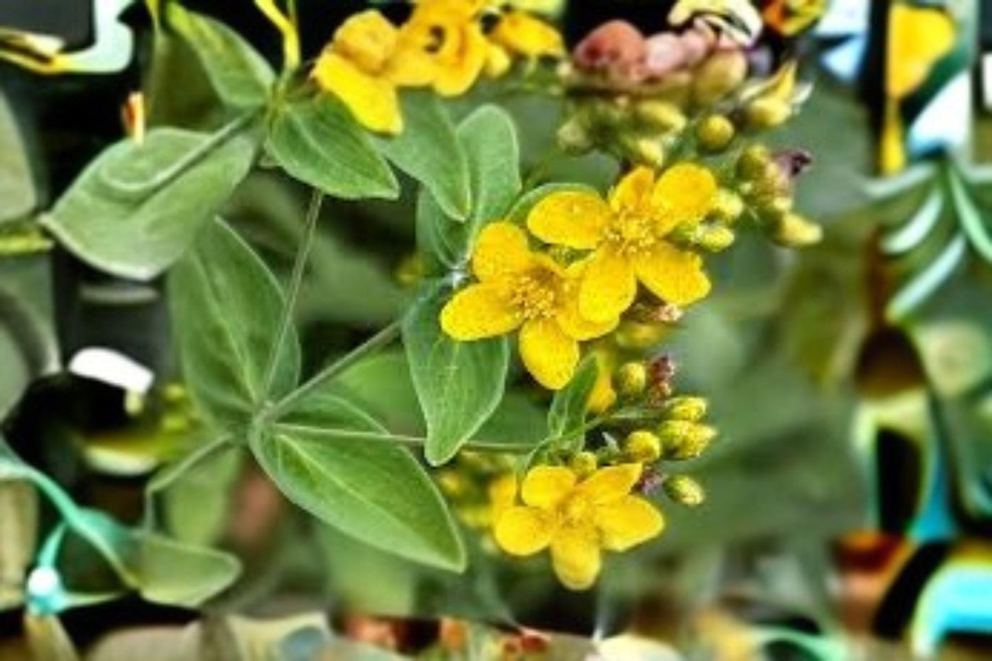 Dotted St. John’s Wort Seeds, Hypericum Punctatum, Native Wildflower, Perennial, Yellow Flowers, Pollinator Garden Seeds