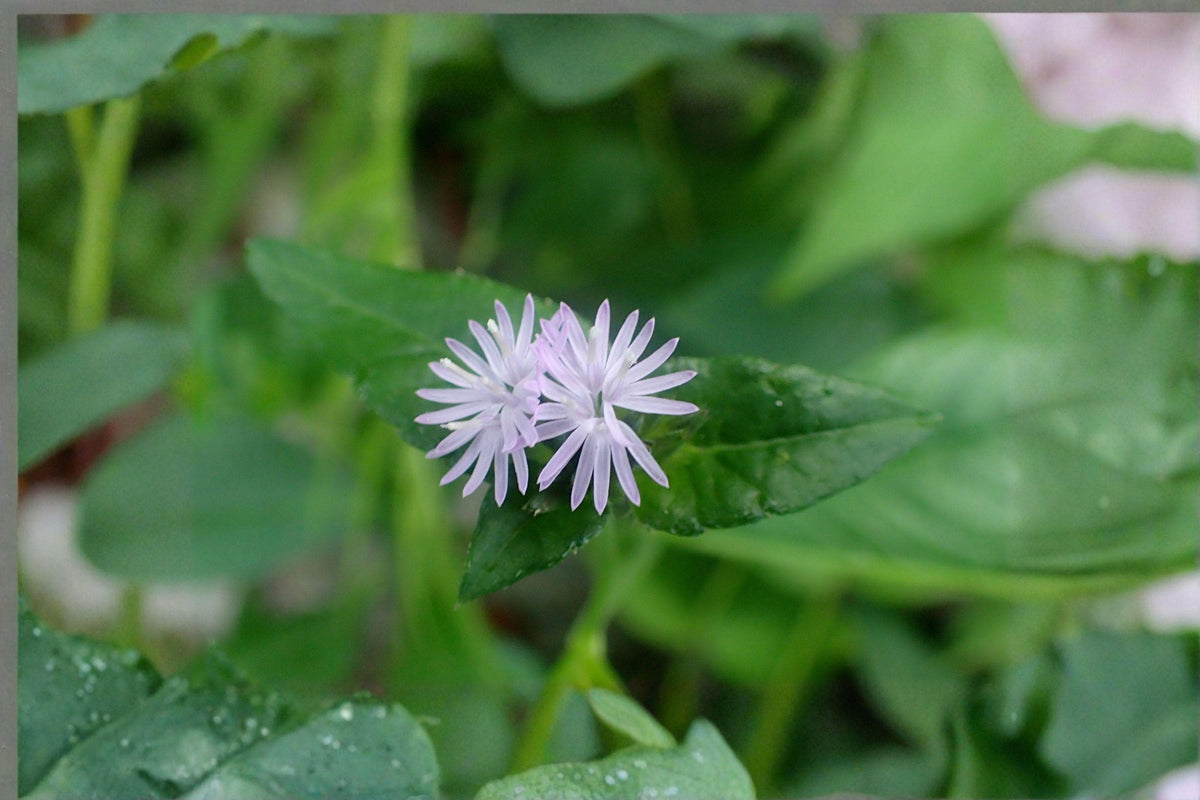 Elephantopus carolinianus Seeds – Native Perennial Wildflower for Woodland Gardens & Pollinator Support