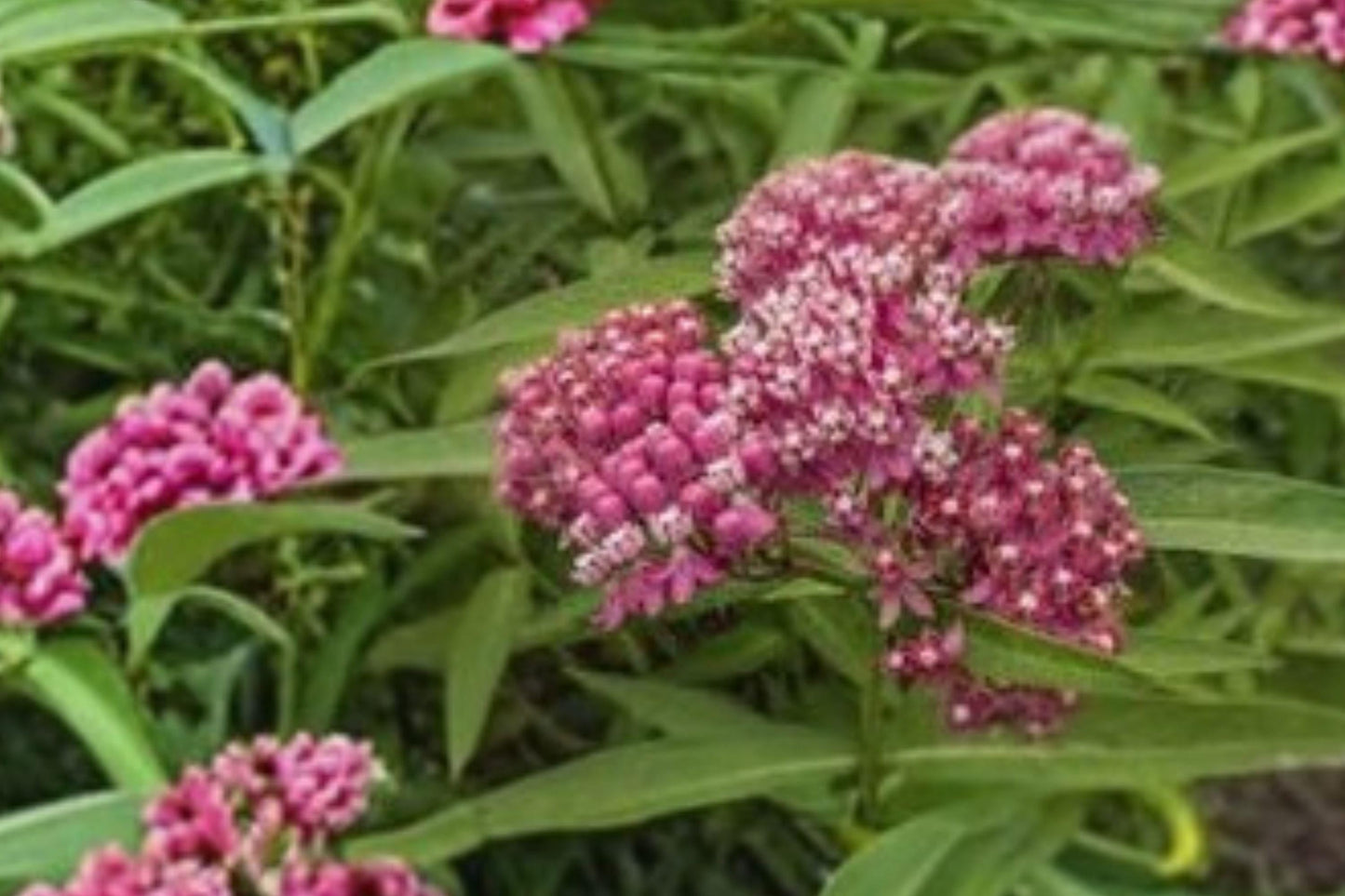 15 Rose Milkweed Seeds Asclepias incarnata Native Perennial Butterfly Host Plant, Pollinator Wildflower