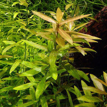 Bunch Ammania Gracilis
